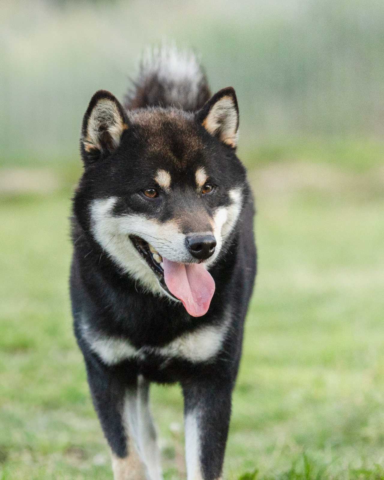 Shiba Inu de l'élevage Les Trois Crocs en extérieur, portrait