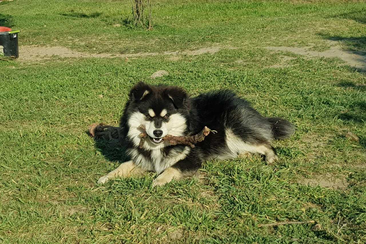 Paco, chien finnois de Laponie de l'élevage Les Trois Crocs