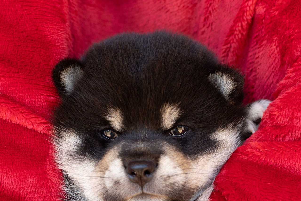 Chiots Shiba Inu de la portée Vayuki × Kurotaki