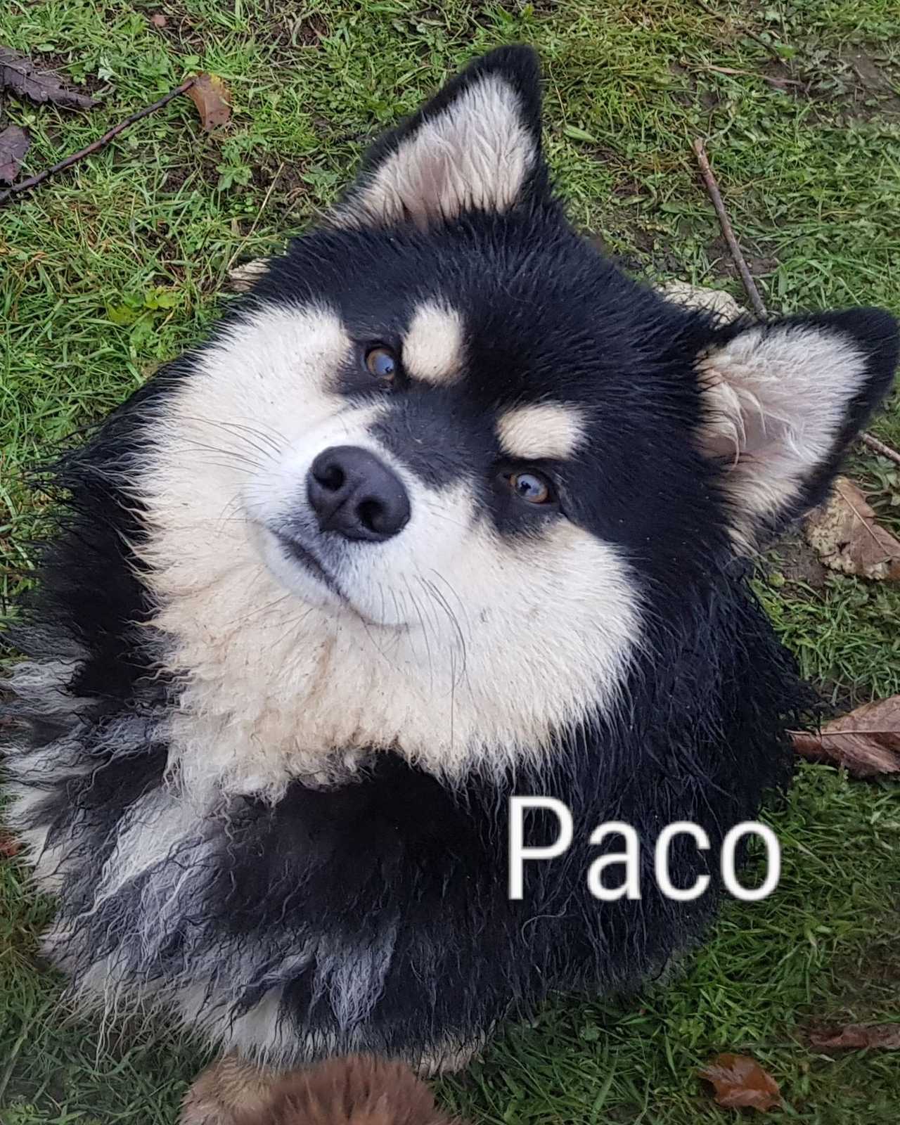 Paco, chien finnois de Laponie de l'élevage Les Trois Crocs