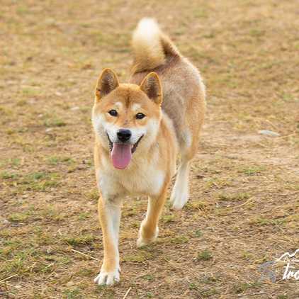 Azumi, Shiba Inu de l'élevage Les Trois Crocs