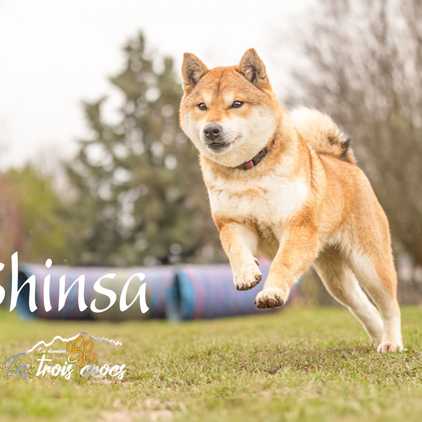 Shinsa, Shiba Inu femelle de l'élevage Les Trois Crocs