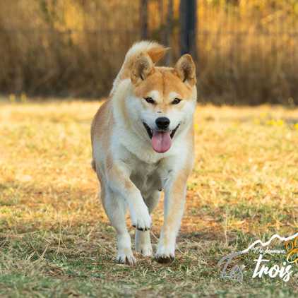 Suky, Shiba Inu femelle de l'élevage Les Trois Crocs