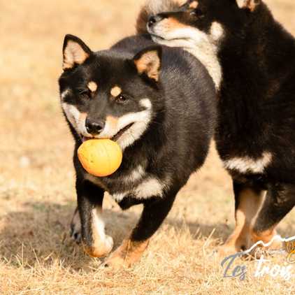 Anaka, Shiba Inu de l'élevage Les Trois Crocs
