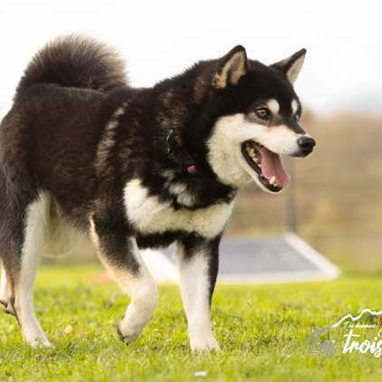 Kurotaki, Shiba Inu mâle de l'élevage Les Trois Crocs