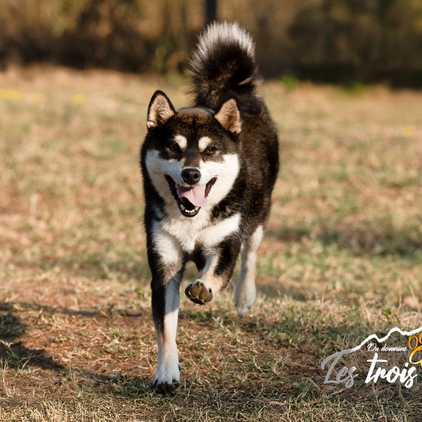 Vayuki, Shiba Inu femelle de l'élevage Les Trois Crocs