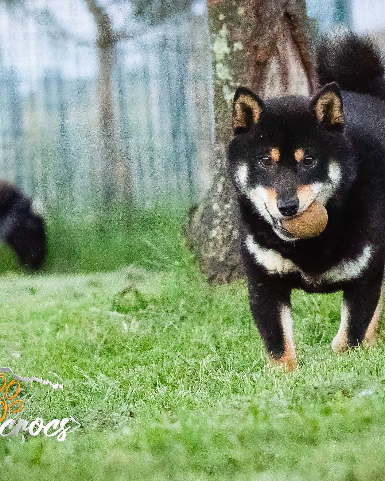 Tsuna, Shiba Inu femelle de l'élevage Les Trois Crocs