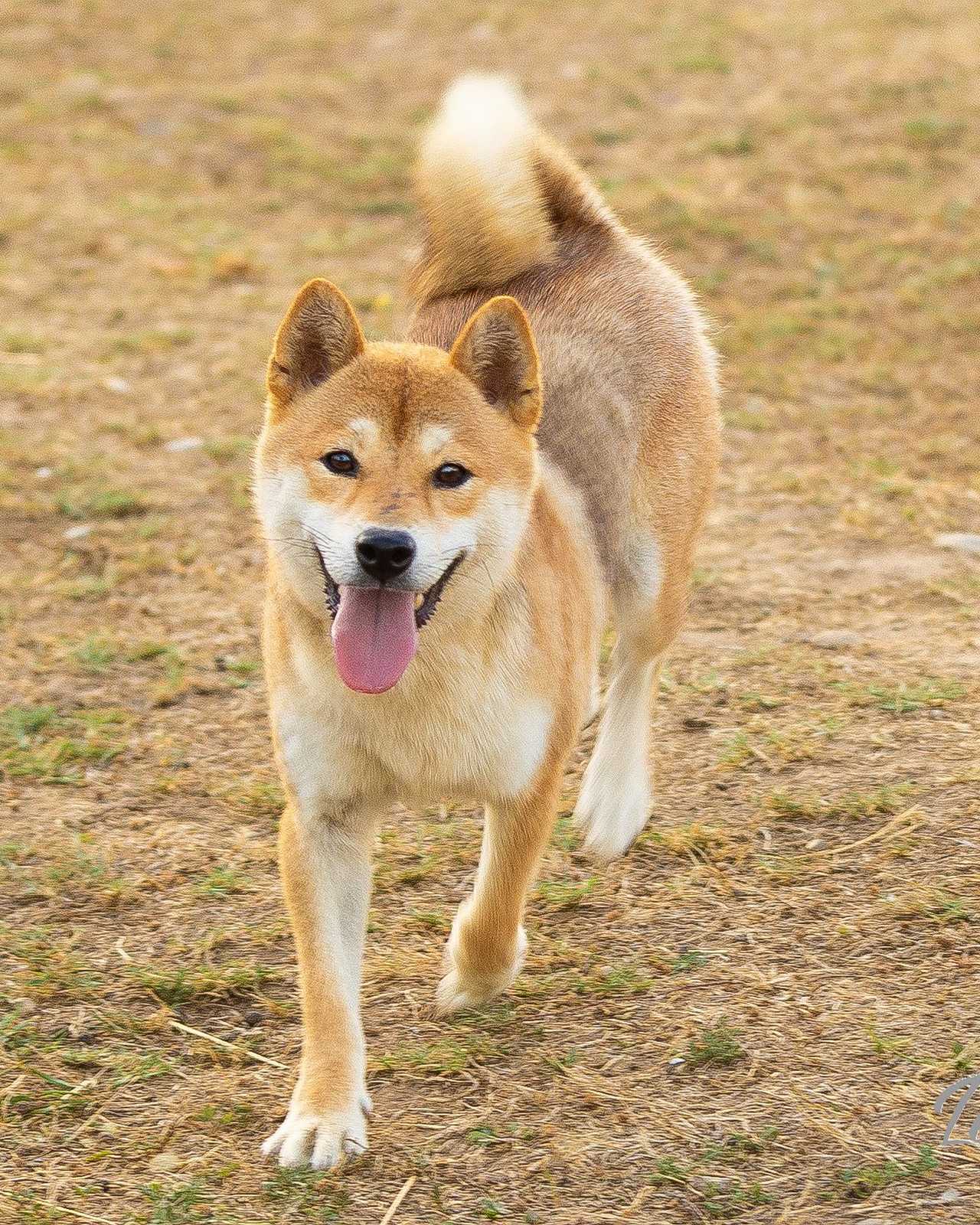 Azumi, Shiba Inu de l'élevage Les Trois Crocs