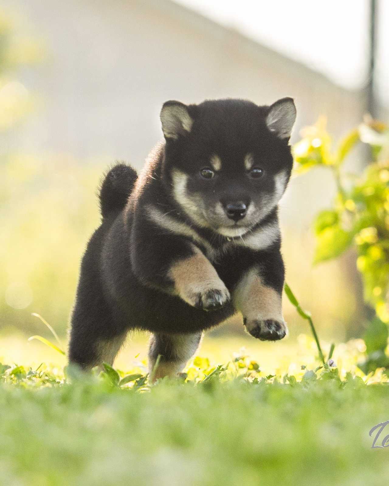 Aïki, Shiba Inu femelle de l'élevage Les Trois Crocs