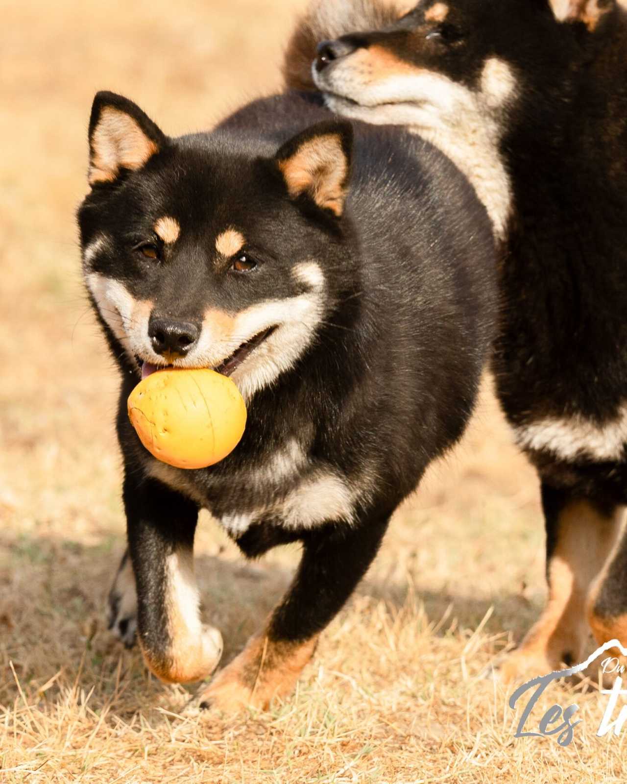 Anaka, Shiba Inu de l'élevage Les Trois Crocs