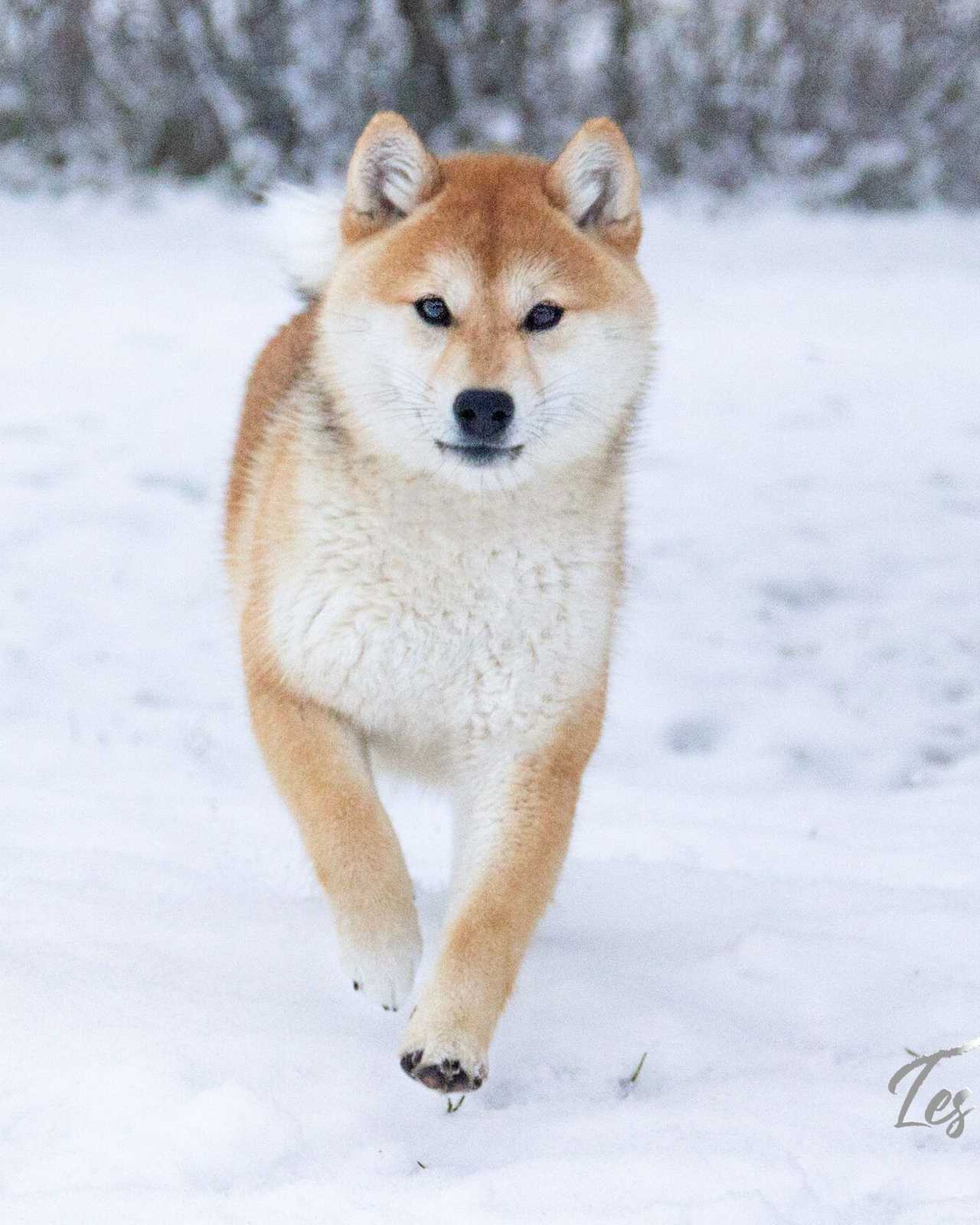 Ayuki, Shiba Inu de l'élevage Les Trois Crocs