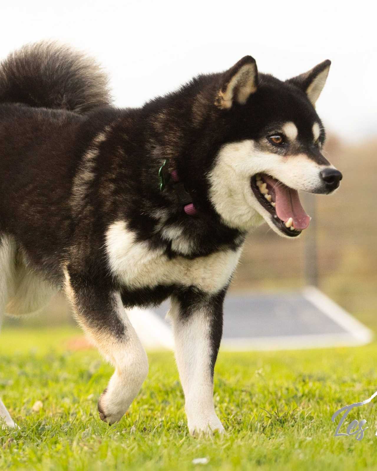 Kurotaki, Shiba Inu mâle de l'élevage Les Trois Crocs
