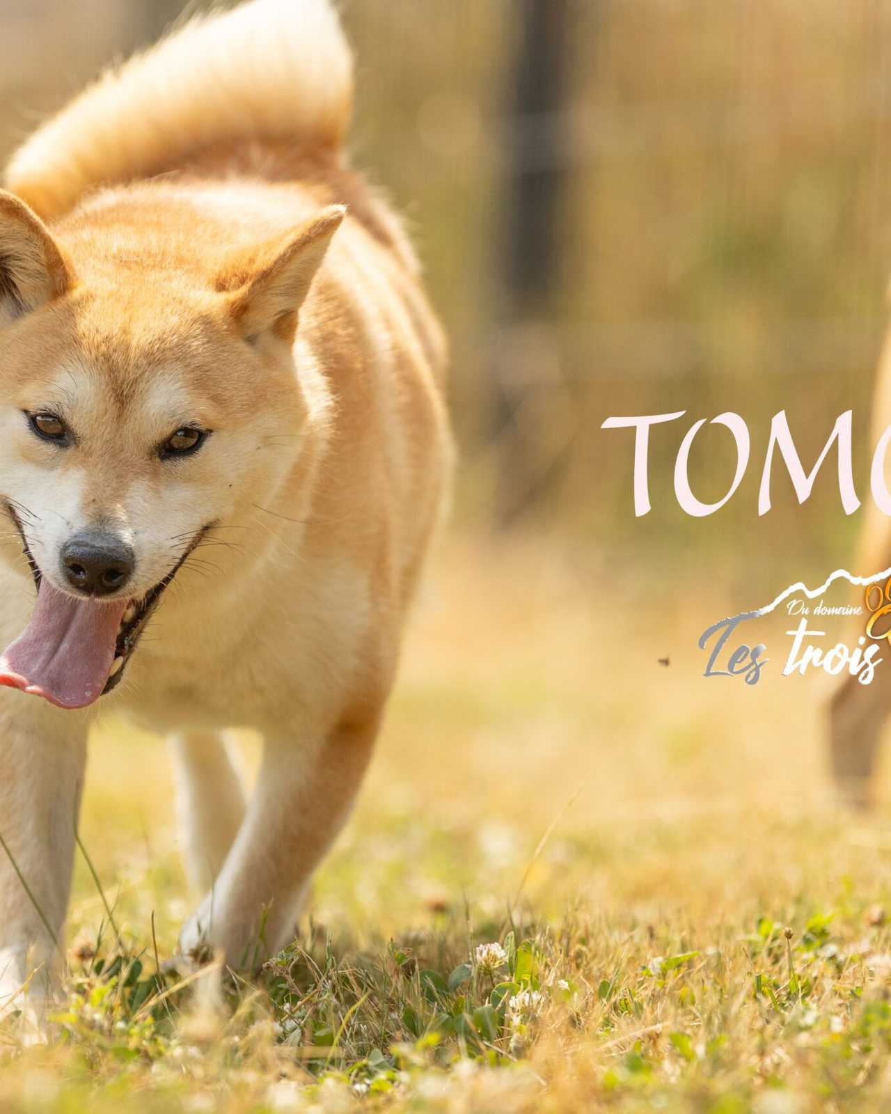 Tomoko, Shiba Inu femelle de l'élevage Les Trois Crocs