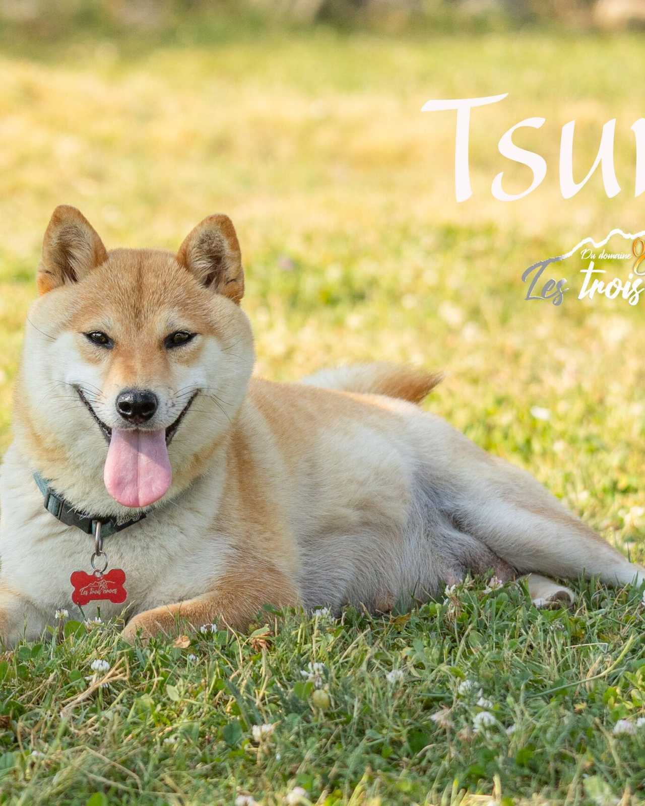 Tsume, Shiba Inu femelle de l'élevage Les Trois Crocs