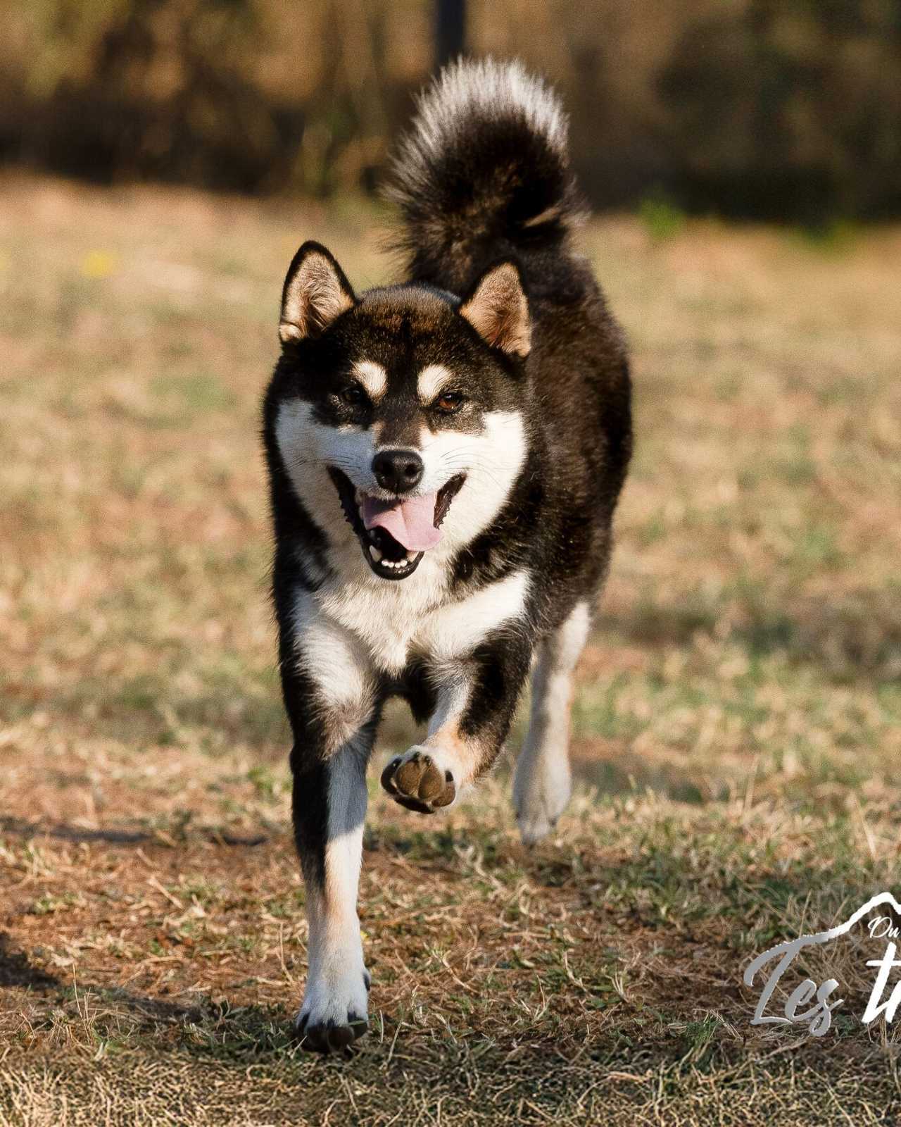 Vayuki, Shiba Inu femelle de l'élevage Les Trois Crocs