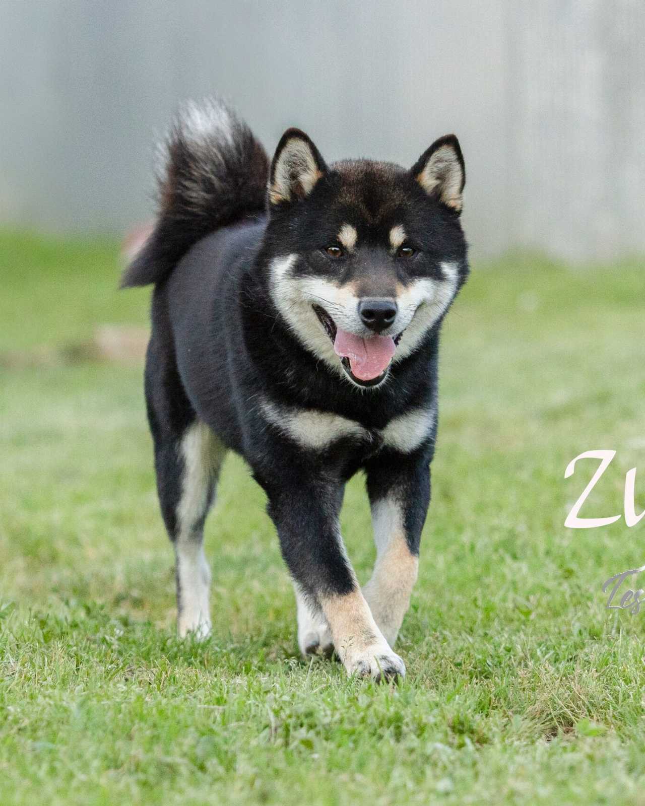 Zuimu, Shiba Inu mâle de l'élevage Les Trois Crocs