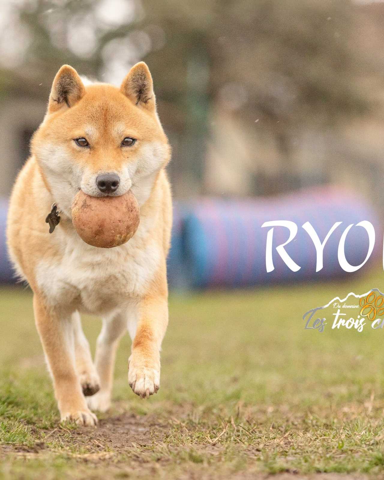 Ryoko, Shiba Inu femelle de l'élevage Les Trois Crocs