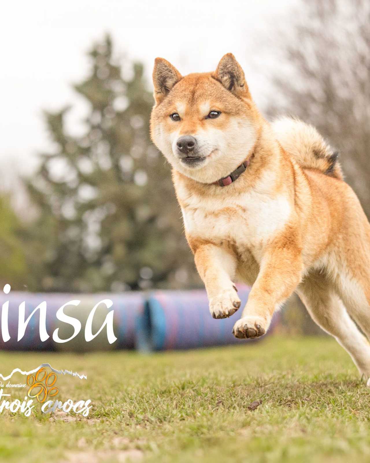 Shinsa, Shiba Inu femelle de l'élevage Les Trois Crocs