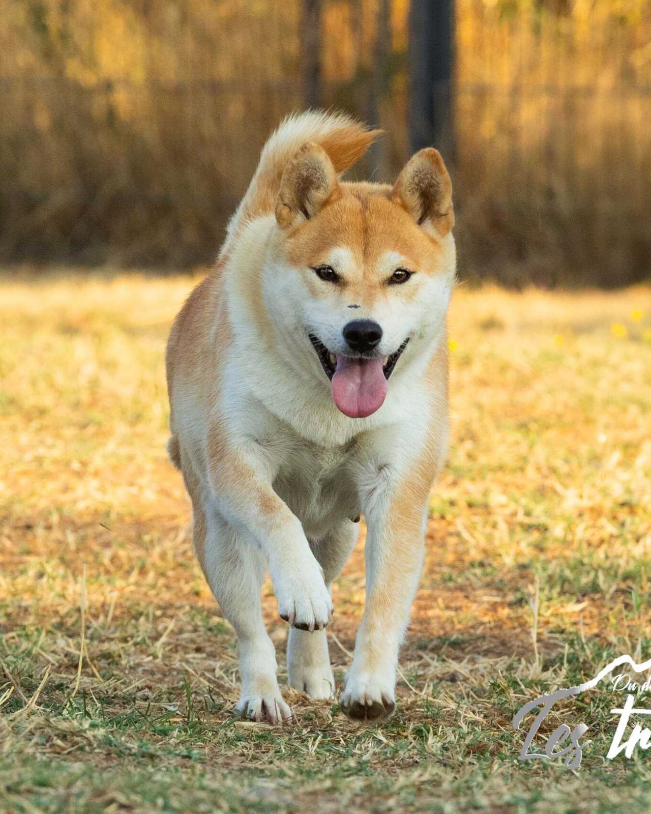Suky, Shiba Inu femelle de l'élevage Les Trois Crocs