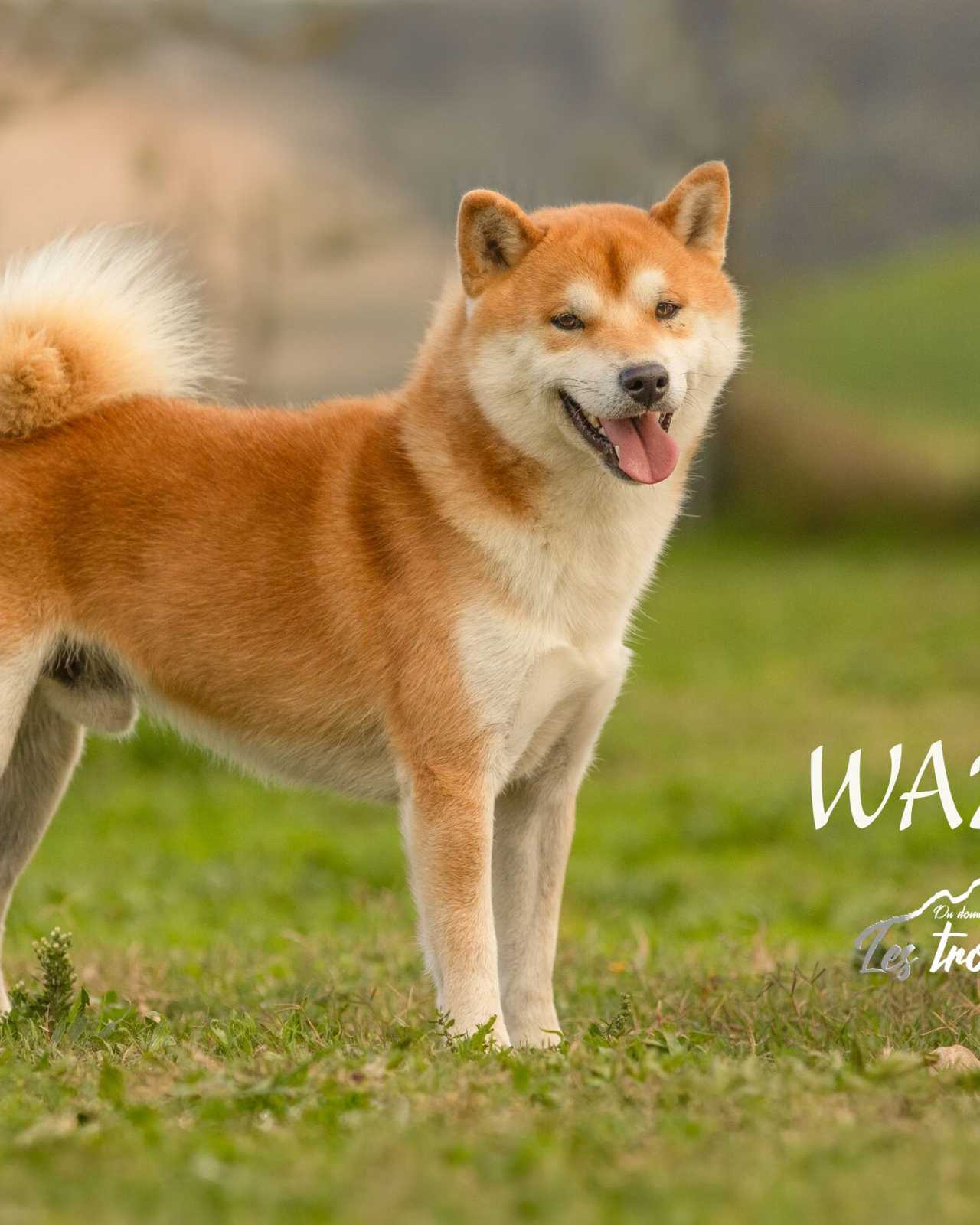 Wazuki, Shiba Inu mâle de l'élevage Les Trois Crocs