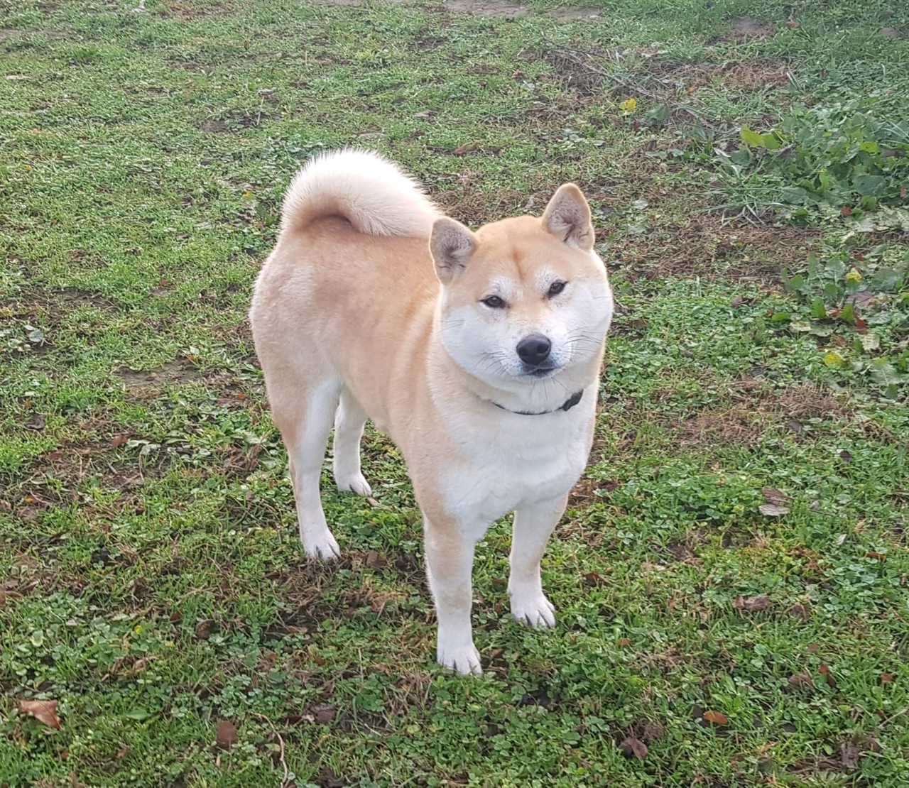 Suky, Shiba Inu femelle de l'élevage Les Trois Crocs