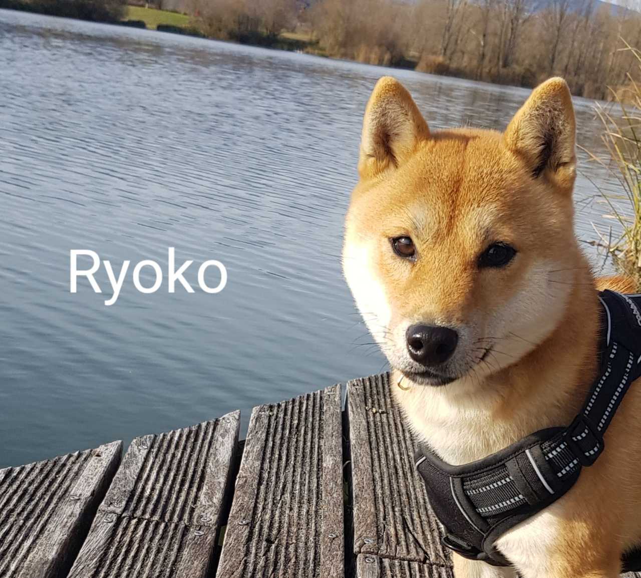 Ryoko, Shiba Inu femelle de l'élevage Les Trois Crocs