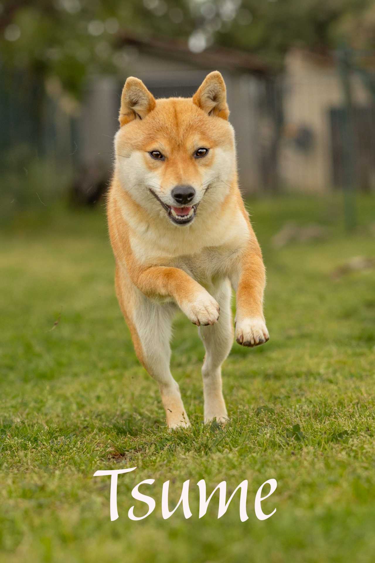 Tsume, Shiba Inu femelle de l'élevage Les Trois Crocs