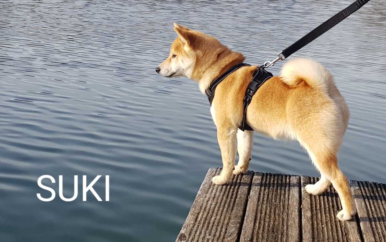 Suky, Shiba Inu femelle de l'élevage Les Trois Crocs