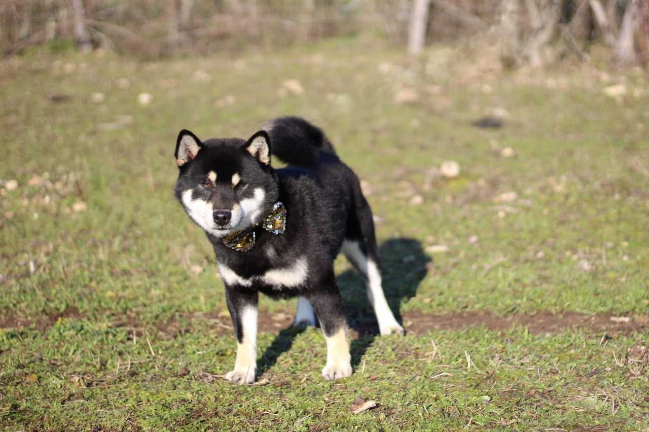 Zuimu, Shiba Inu mâle de l'élevage Les Trois Crocs