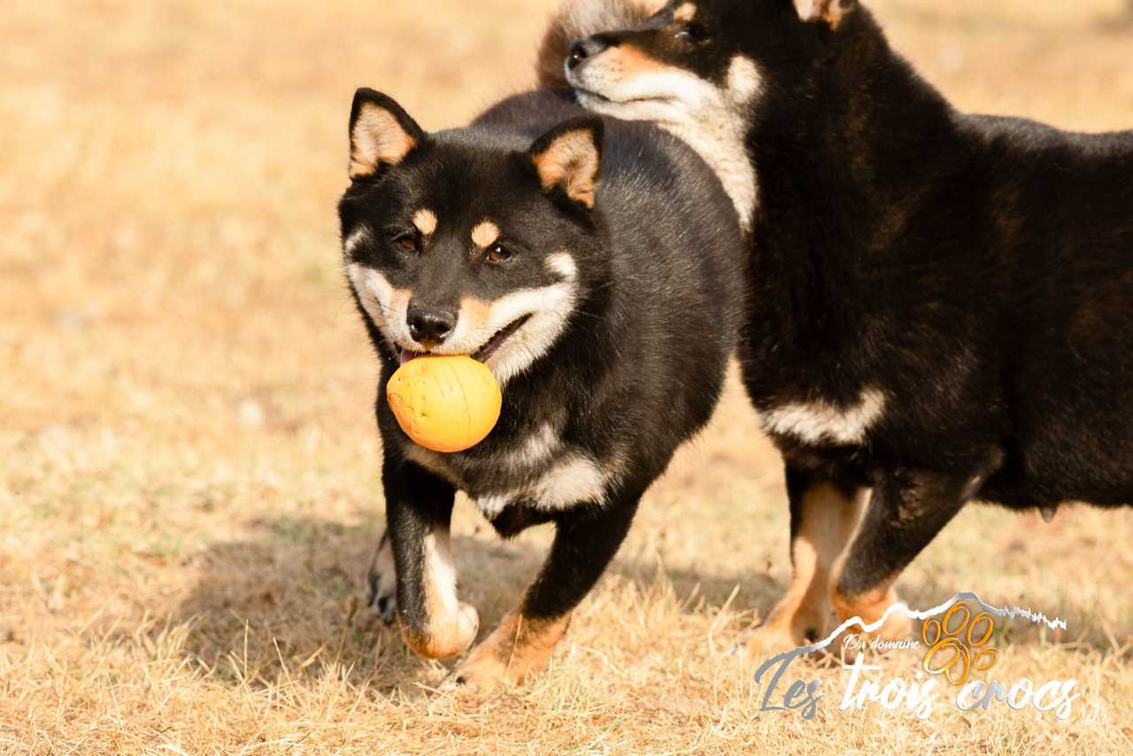 Anaka, Shiba Inu de l'élevage Les Trois Crocs