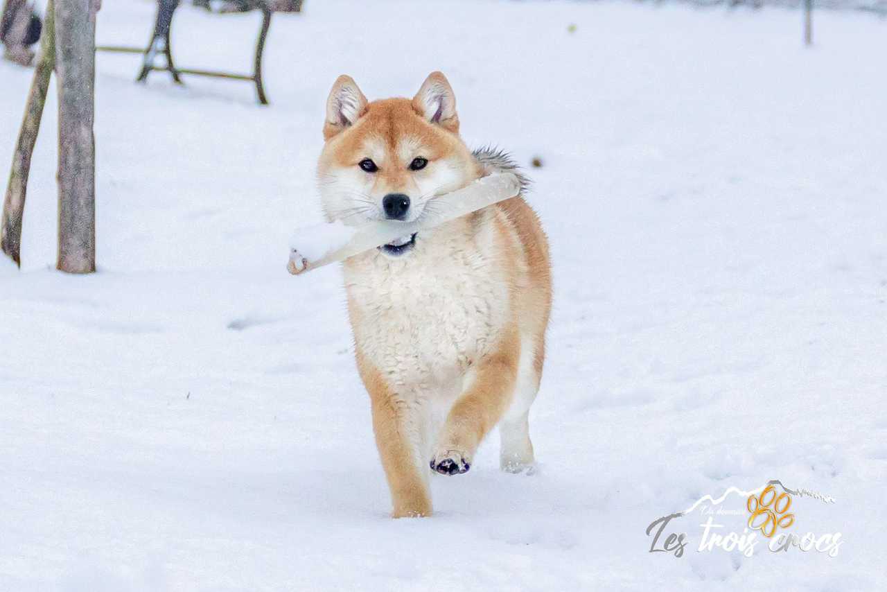 Ayuki, Shiba Inu de l'élevage Les Trois Crocs