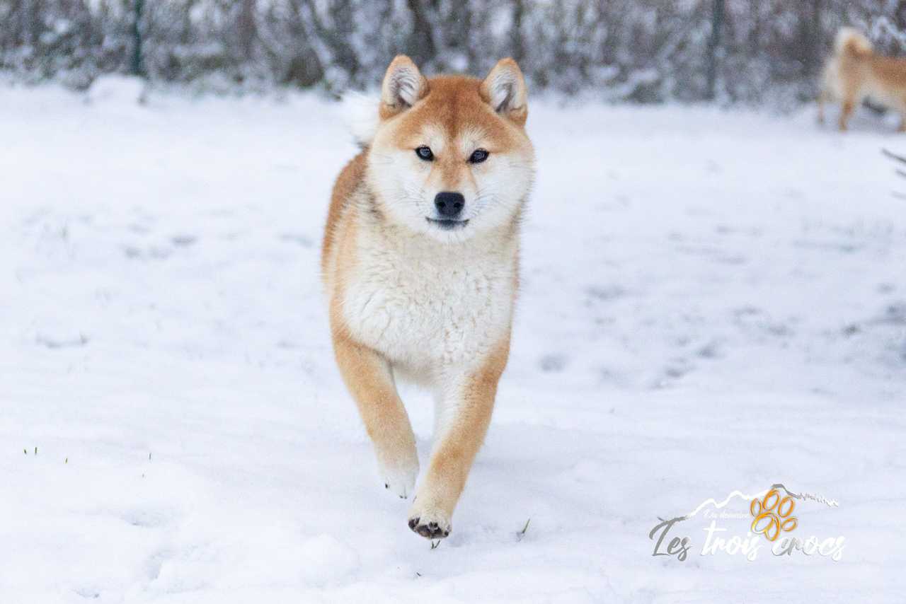 Ayuki, Shiba Inu de l'élevage Les Trois Crocs