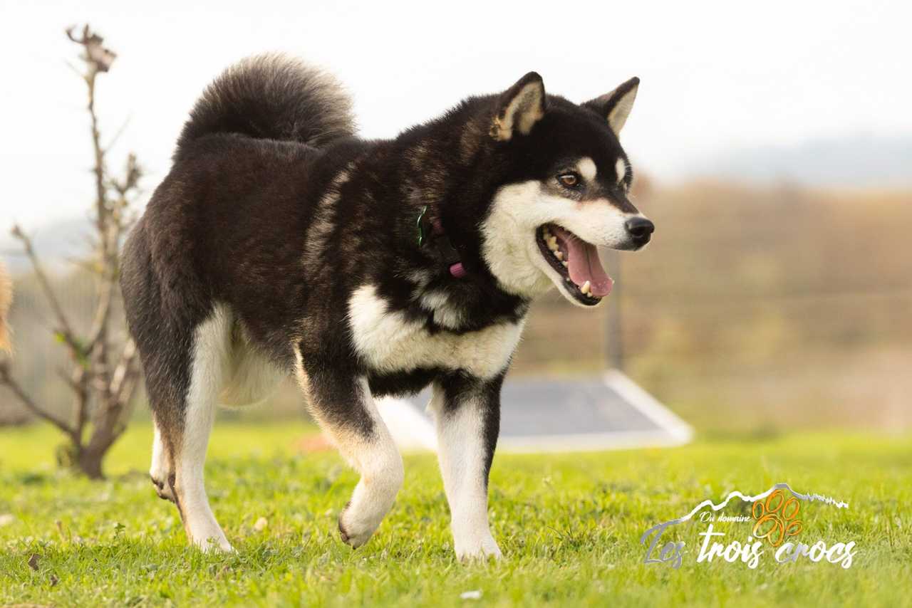 Kurotaki, Shiba Inu mâle de l'élevage Les Trois Crocs
