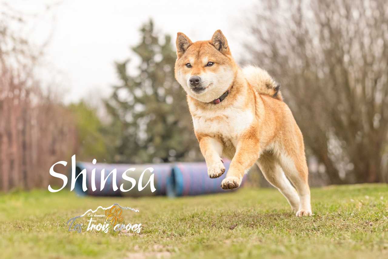 Shinsa, Shiba Inu femelle de l'élevage Les Trois Crocs