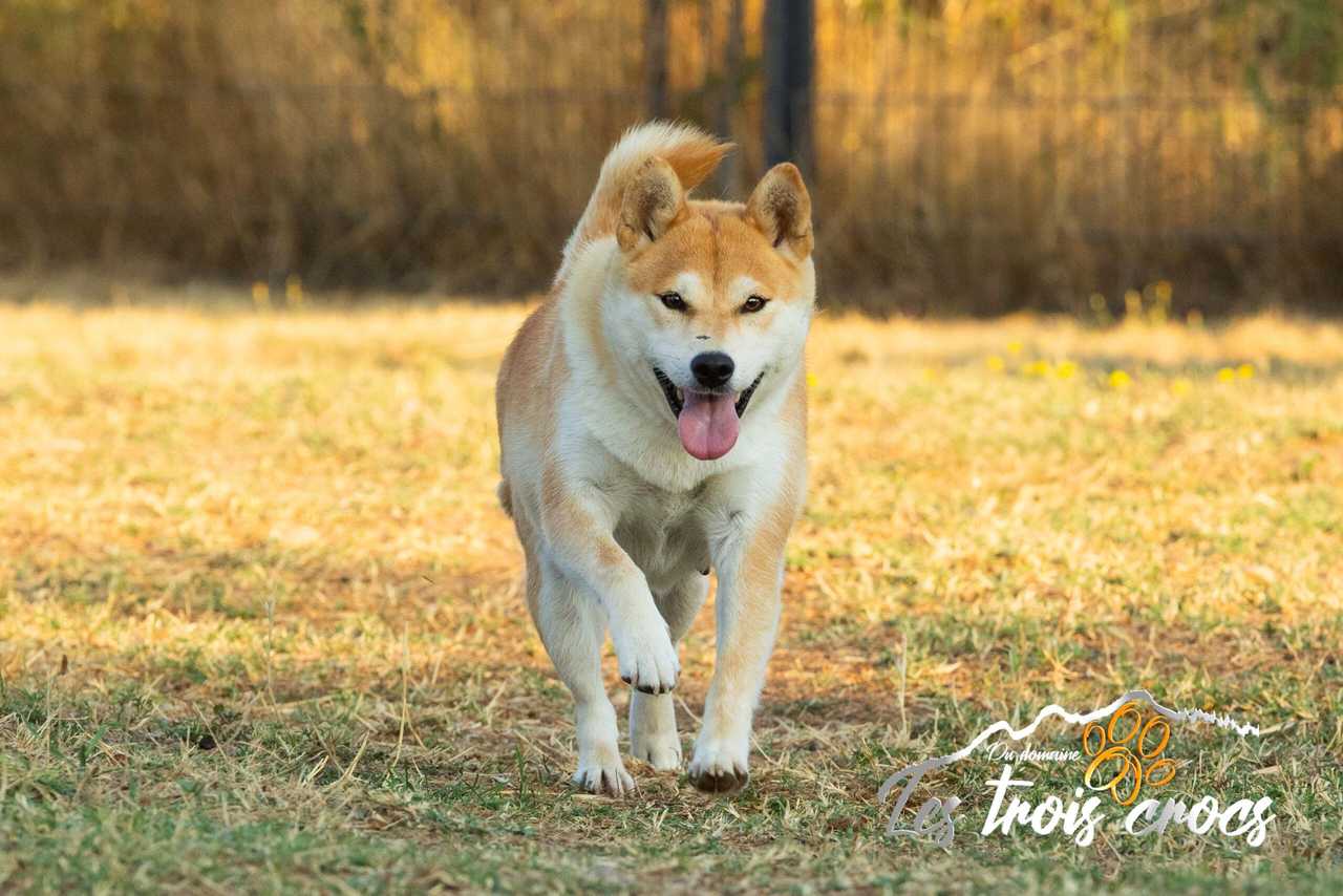 Suky, Shiba Inu femelle de l'élevage Les Trois Crocs