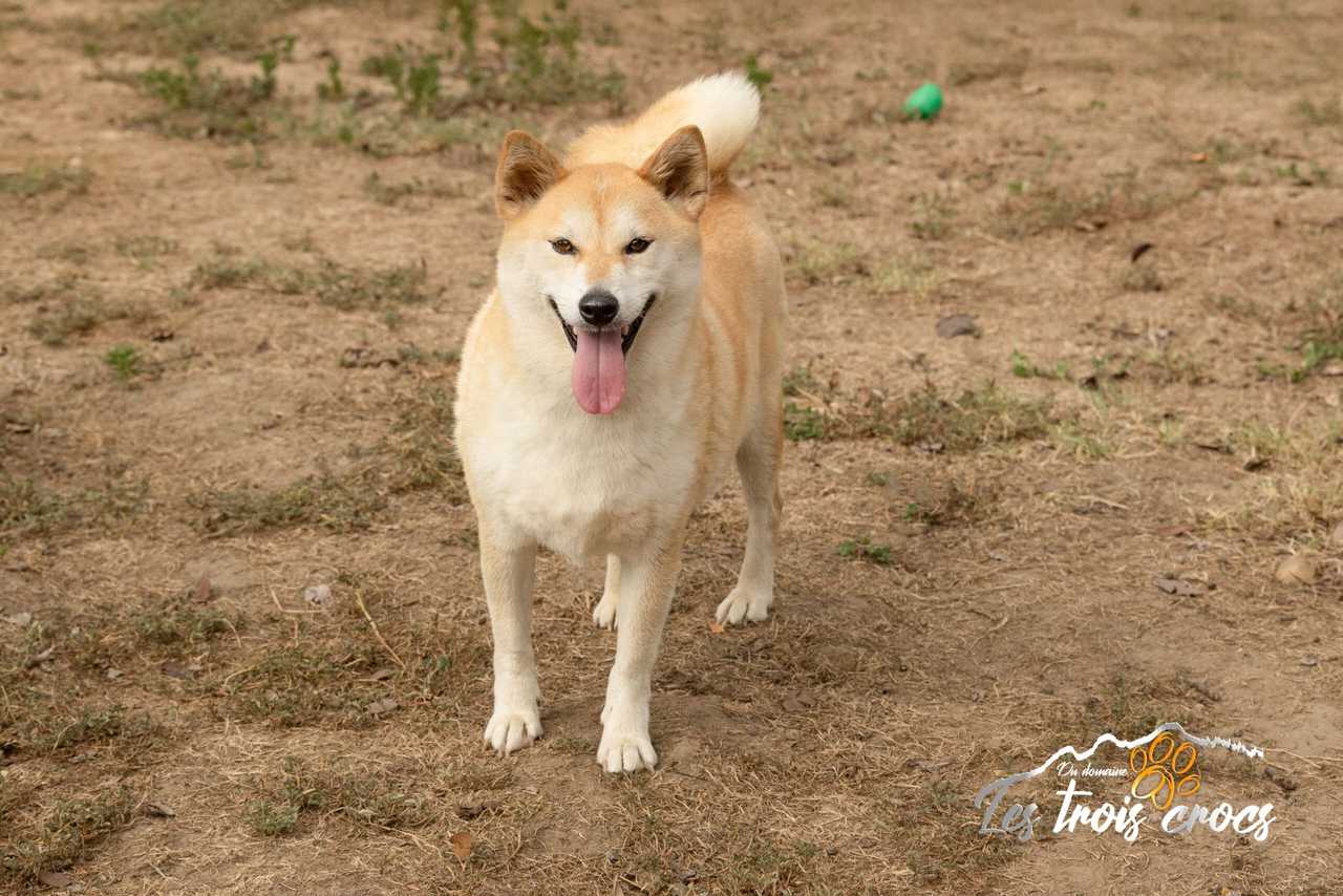Tomoko, Shiba Inu femelle de l'élevage Les Trois Crocs