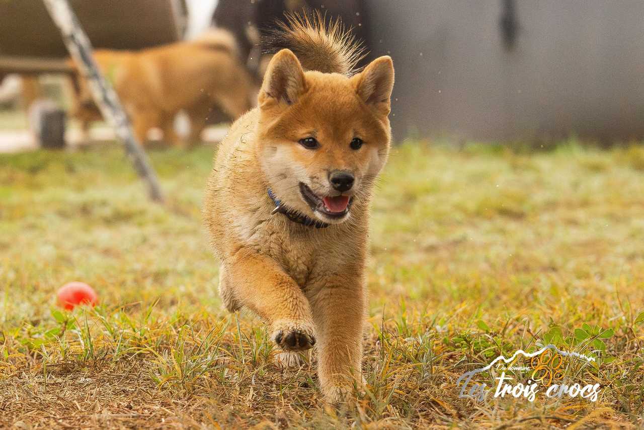 Chiots Shiba Inu de la portée Tomoko × Zuimu