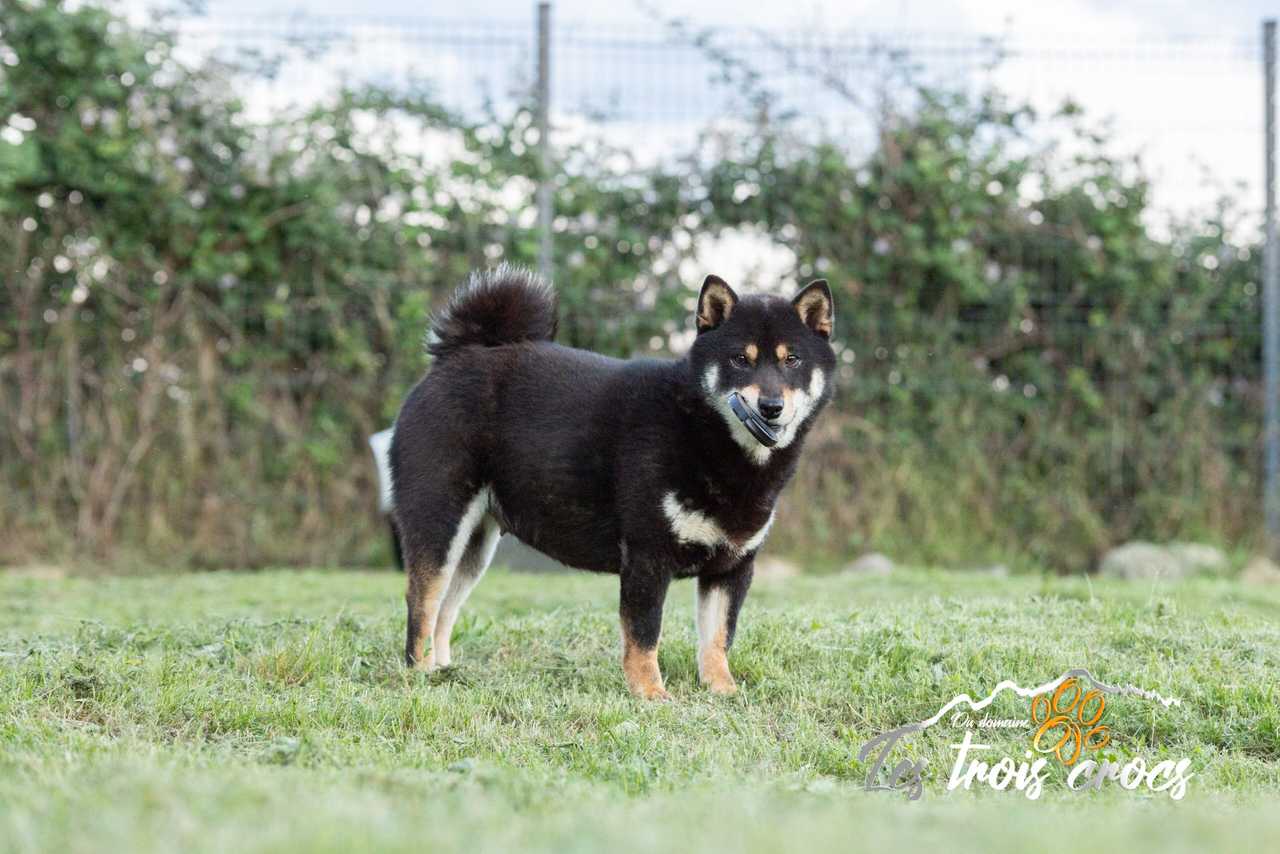 Tsuna, Shiba Inu femelle de l'élevage Les Trois Crocs