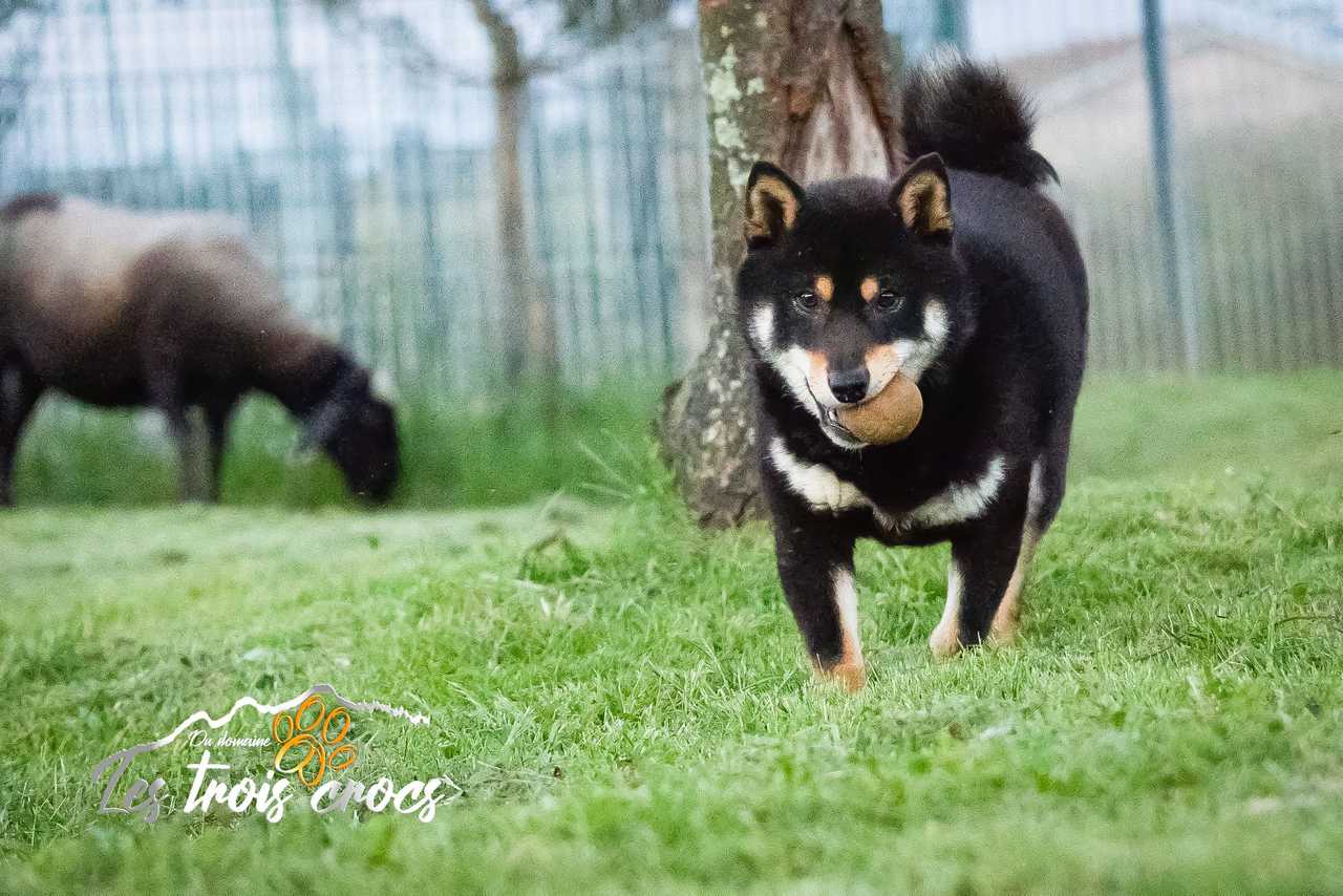 Tsuna, Shiba Inu femelle de l'élevage Les Trois Crocs