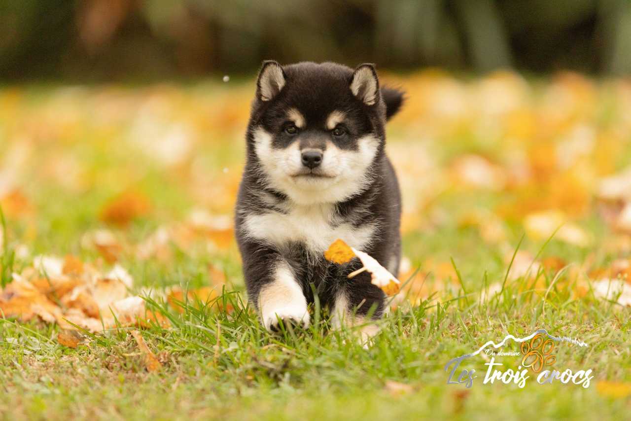 Vayuki, Shiba Inu femelle de l'élevage Les Trois Crocs
