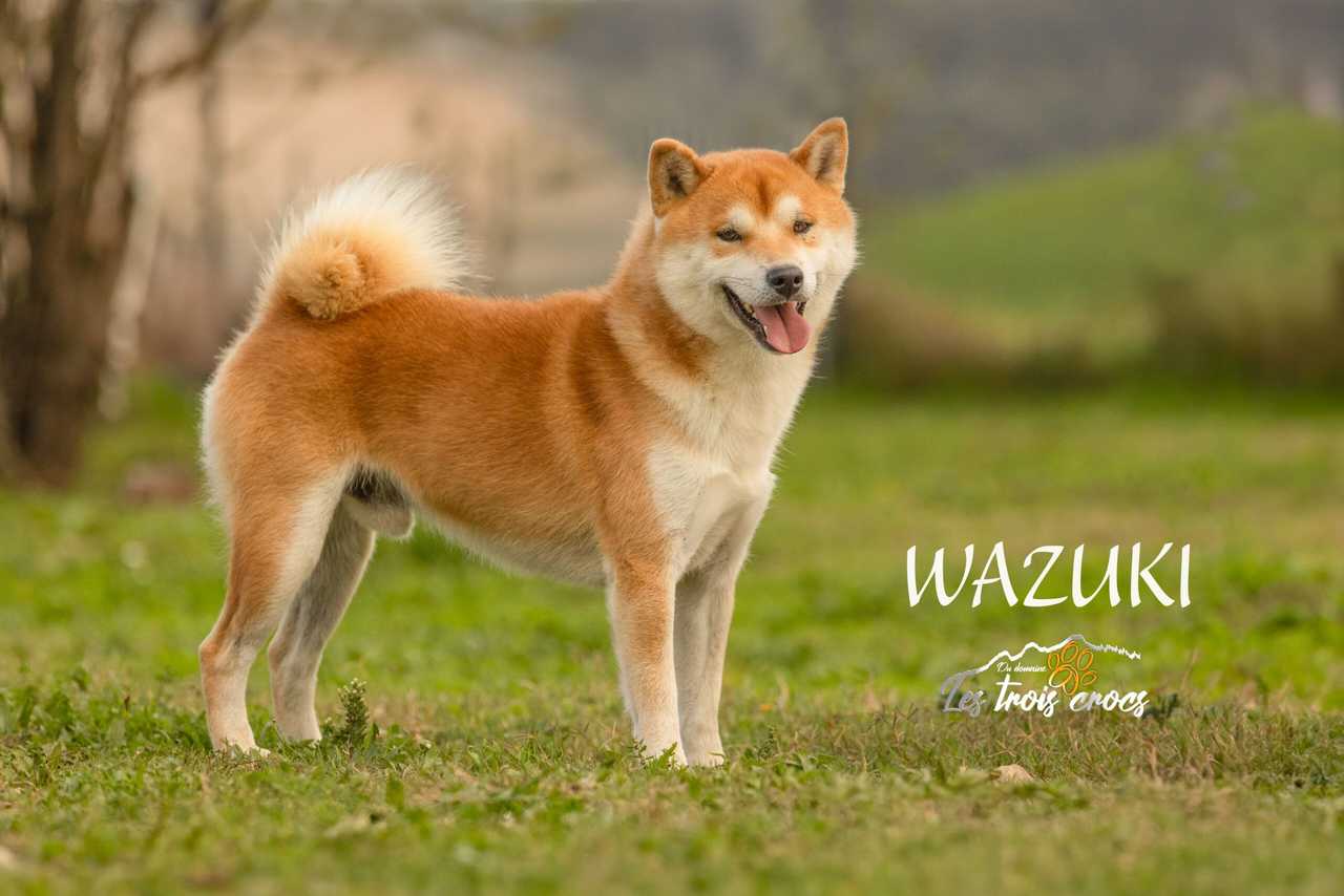 Wazuki, Shiba Inu mâle de l'élevage Les Trois Crocs