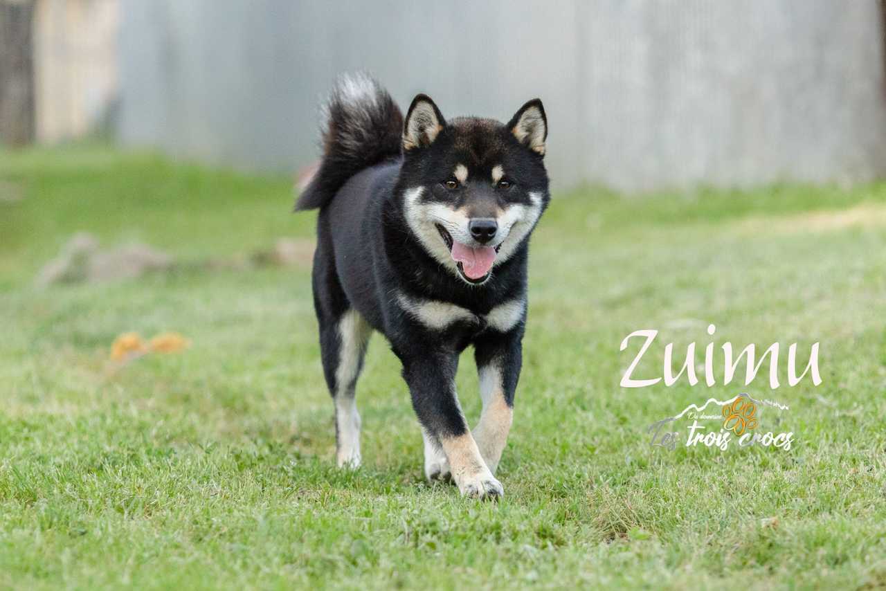 Zuimu, Shiba Inu mâle de l'élevage Les Trois Crocs