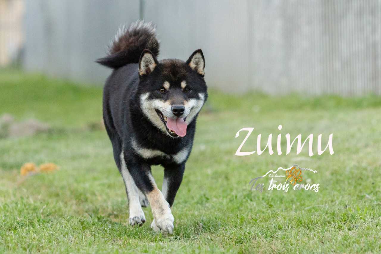 Zuimu, Shiba Inu mâle de l'élevage Les Trois Crocs