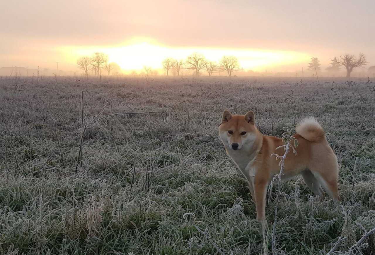 Tsume, Shiba Inu femelle de l'élevage Les Trois Crocs