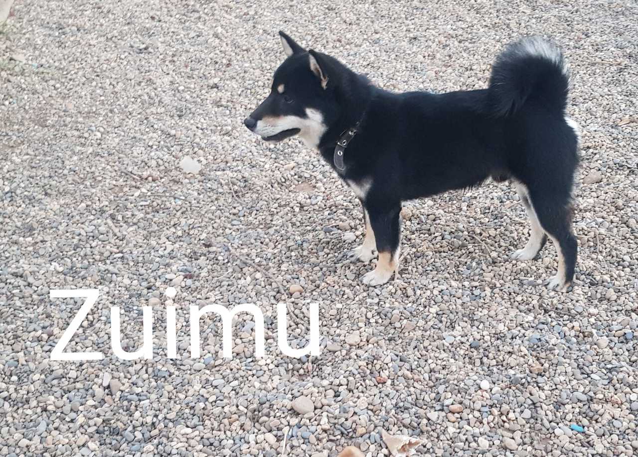 Zuimu, Shiba Inu mâle de l'élevage Les Trois Crocs