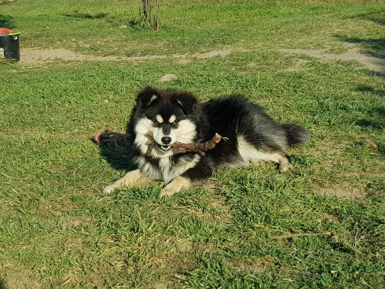 Paco, chien finnois de Laponie de l'élevage Les Trois Crocs