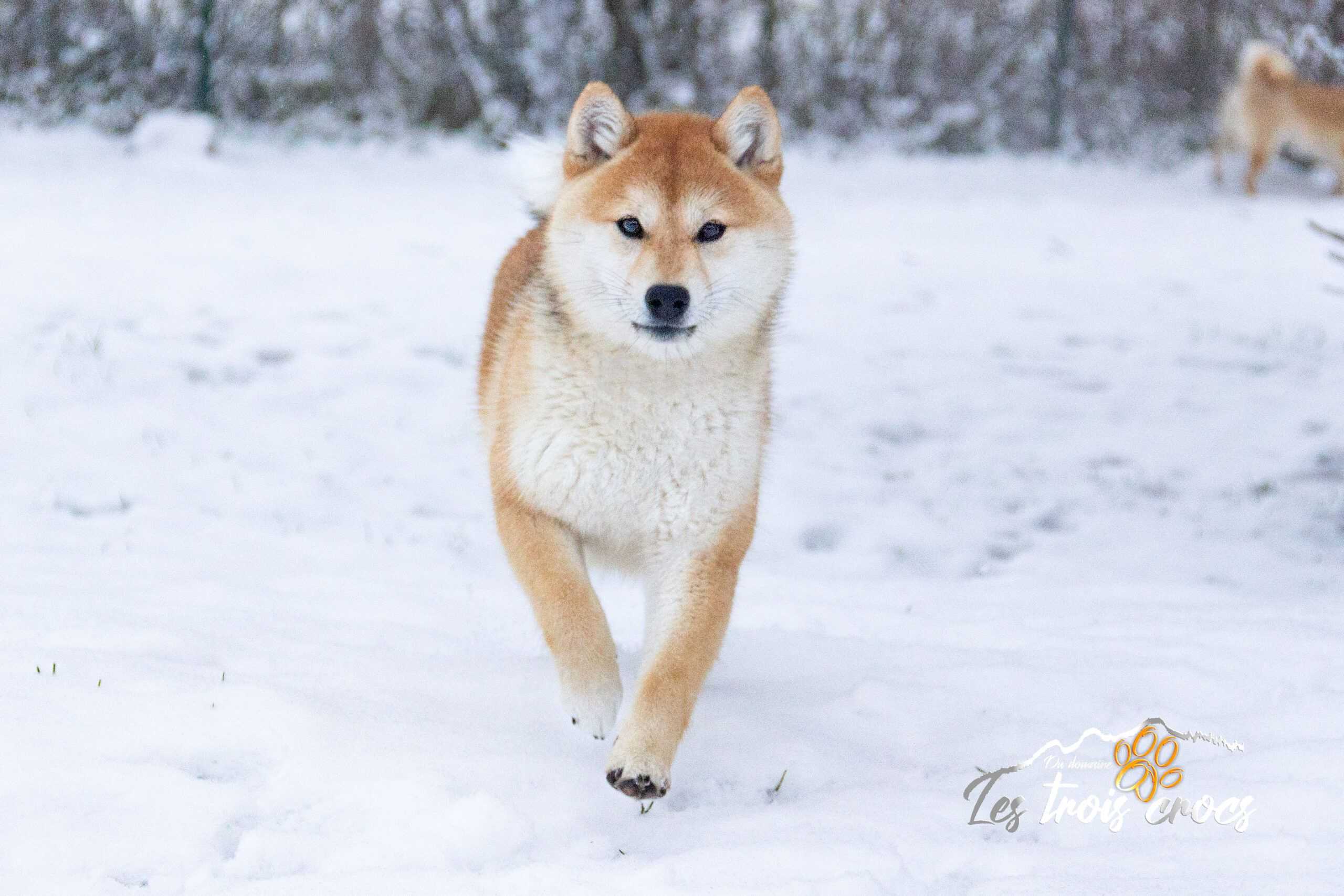 Ayuki, Shiba Inu de l'élevage Les Trois Crocs