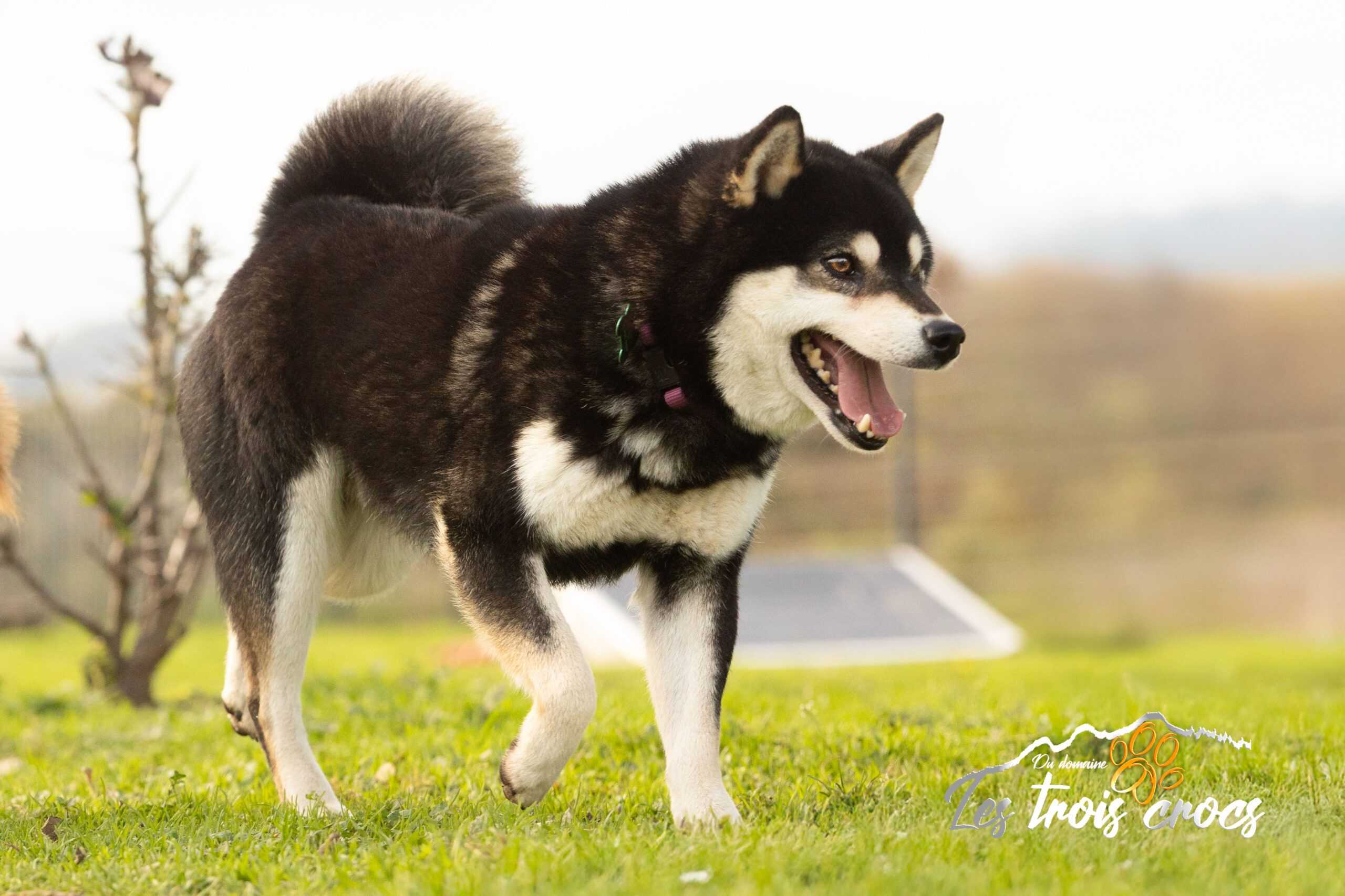 Kurotaki, Shiba Inu mâle de l'élevage Les Trois Crocs