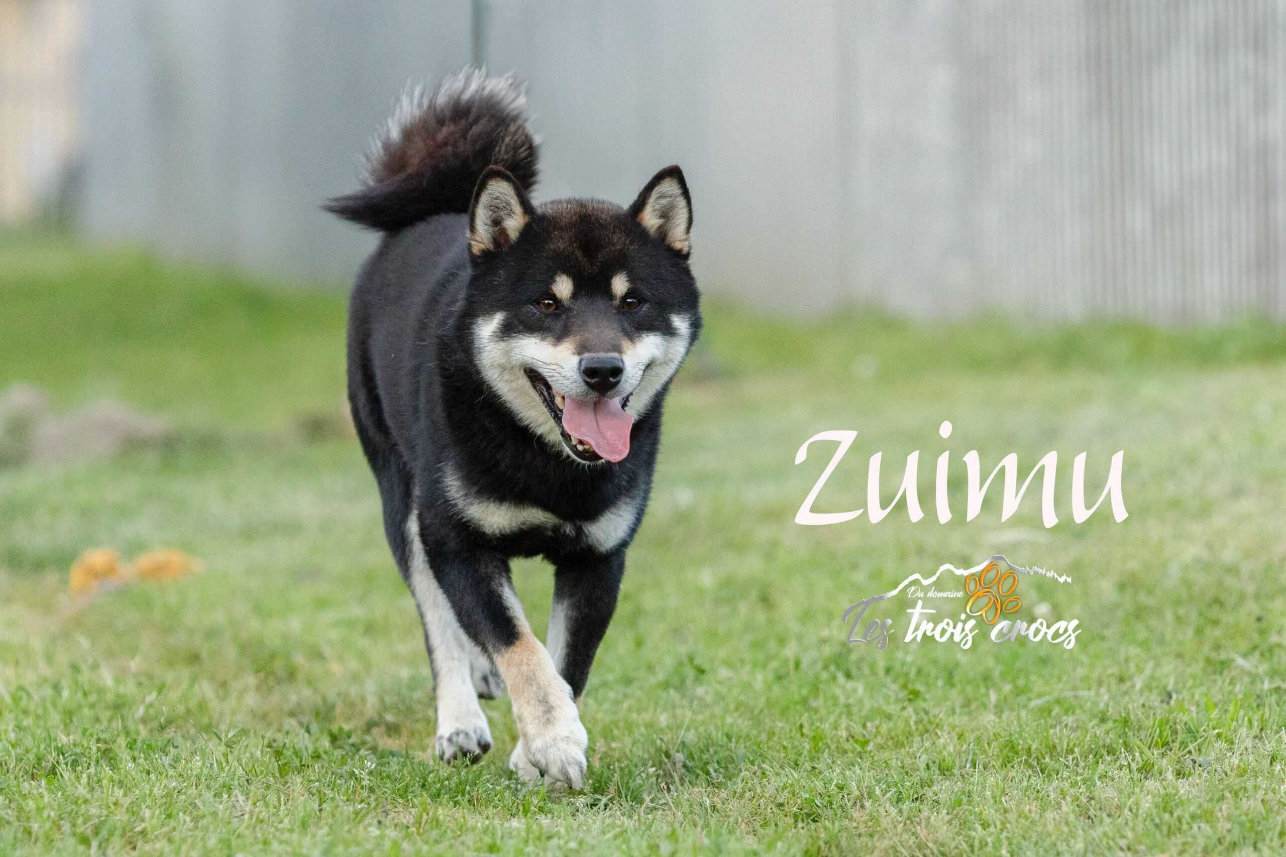 Zuimu, Shiba Inu mâle de l'élevage Les Trois Crocs