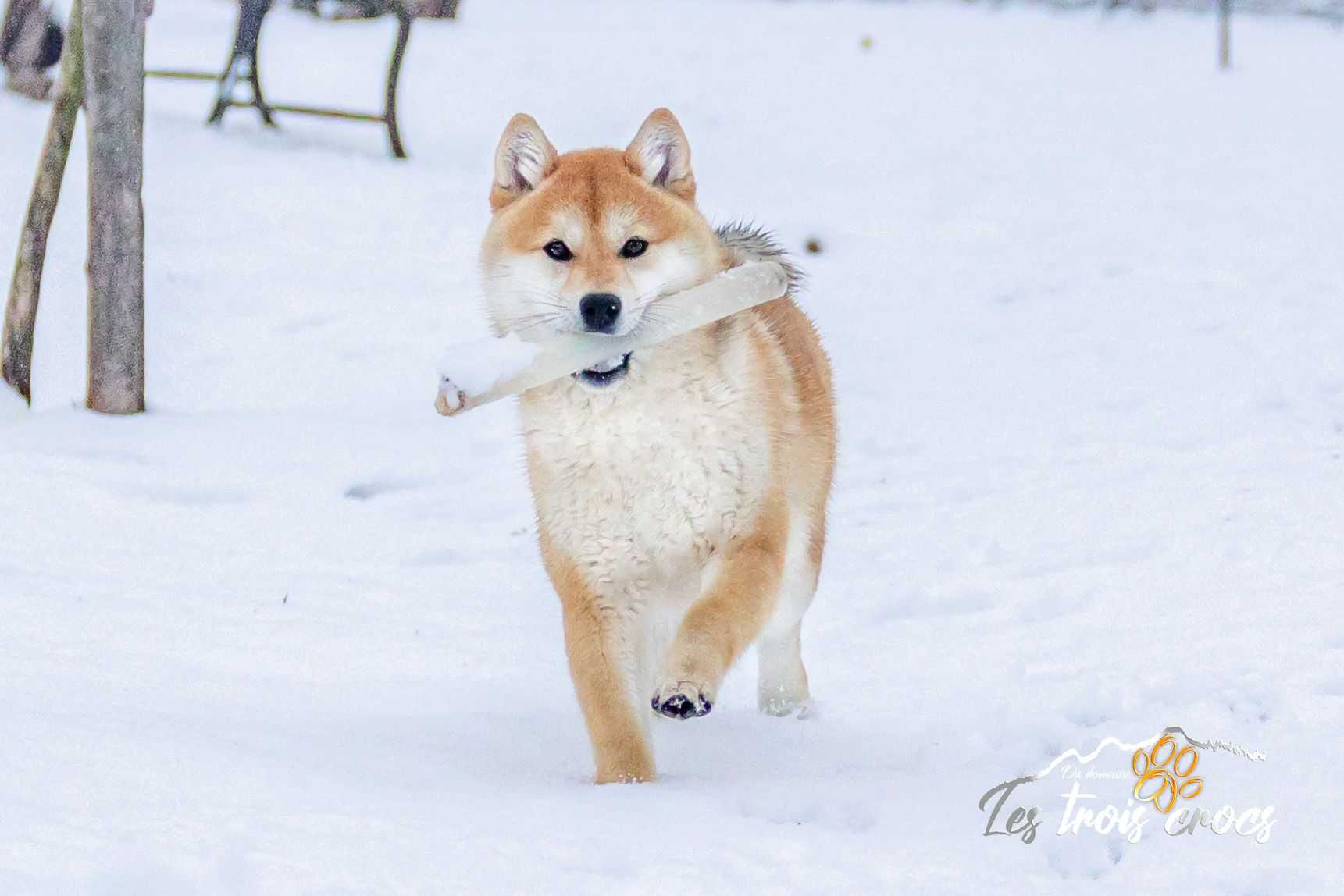Ayuki, Shiba Inu de l'élevage Les Trois Crocs